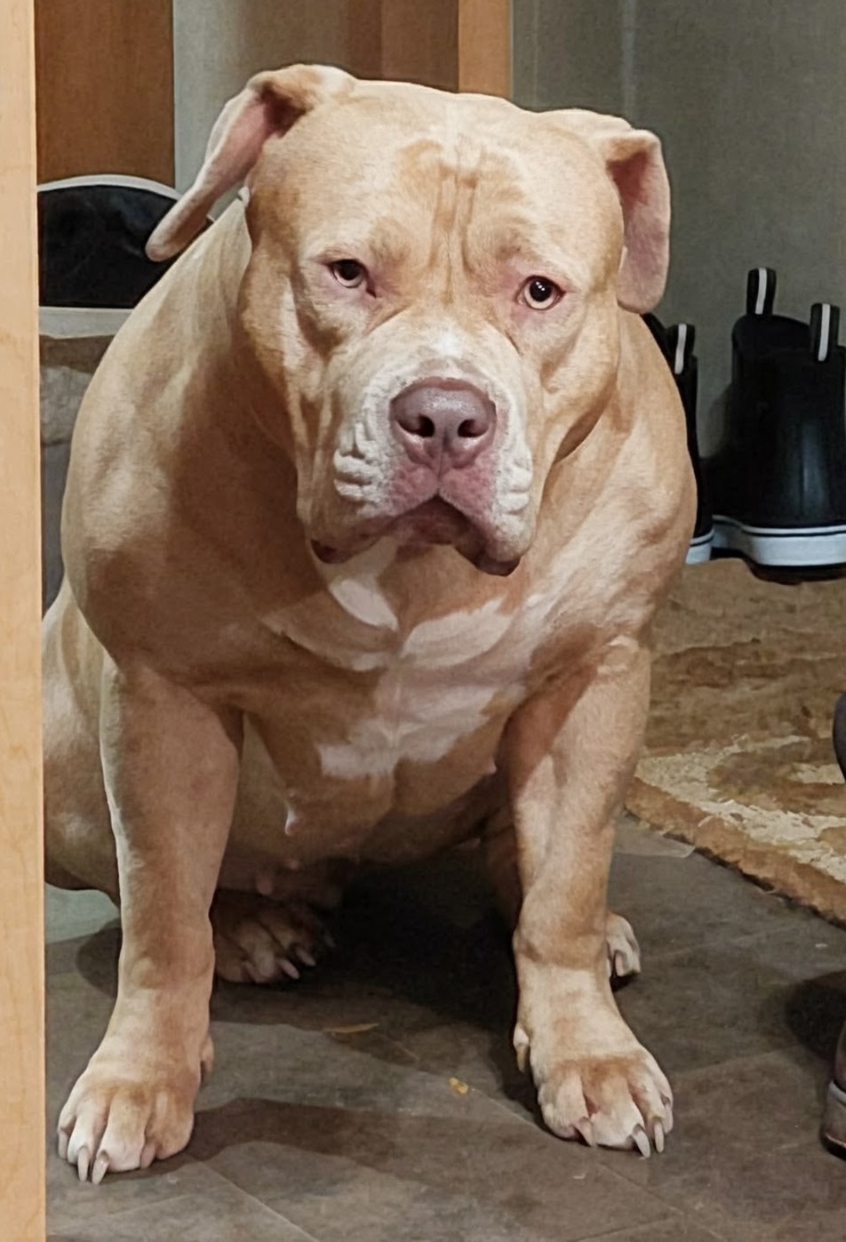 Dog Featured Image