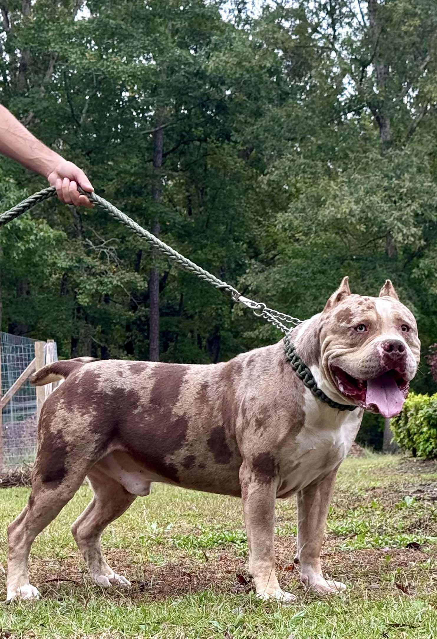 Dog Featured Image