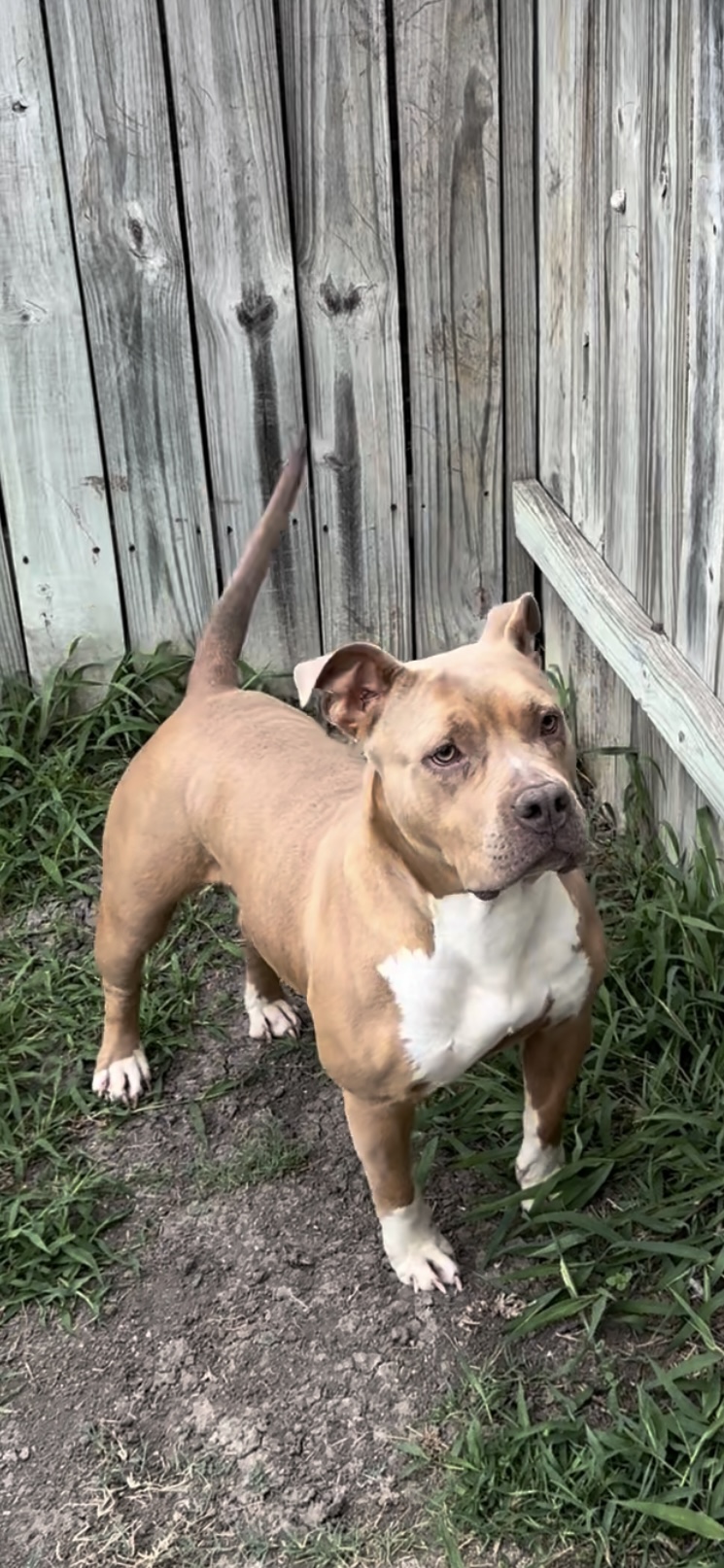 Dog Featured Image