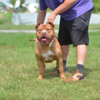 Dog Featured Image