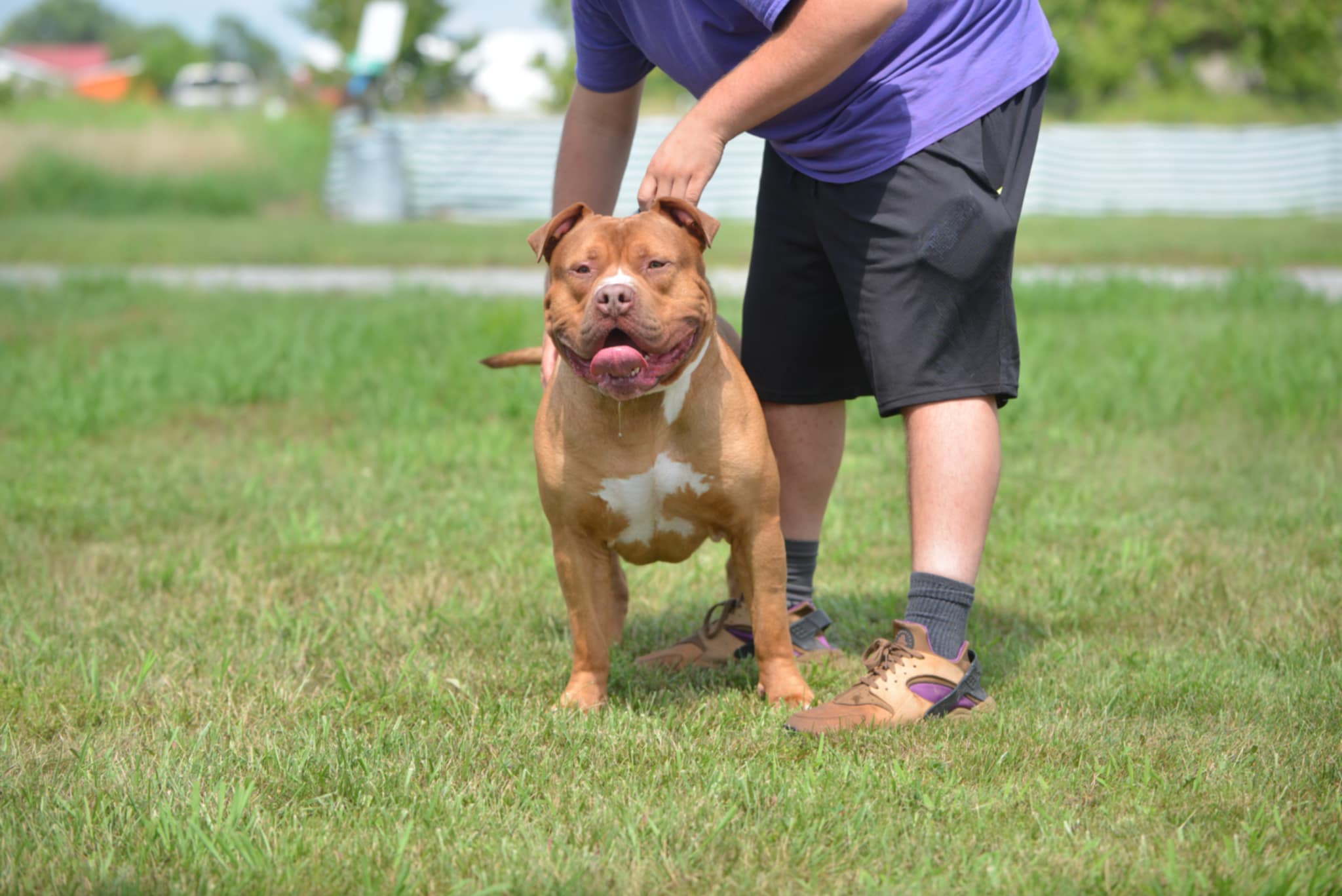 Dog Featured Image