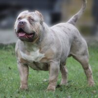Bossy’s General Loco
