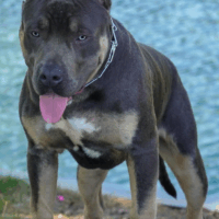 MHXB Poseidon of Fuego Bullies