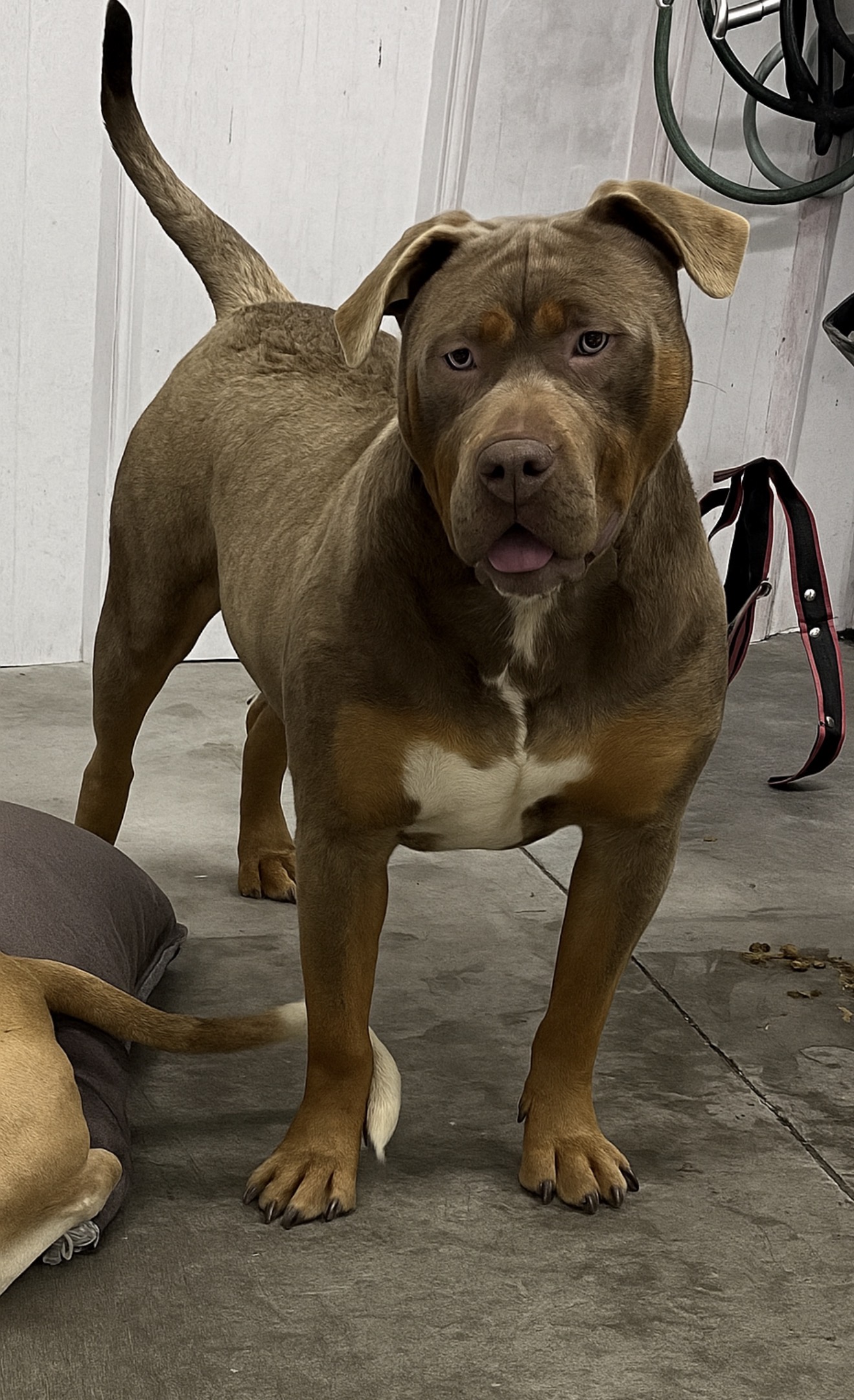 Dog Featured Image