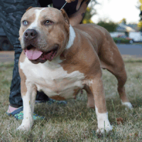 Dog Featured Image