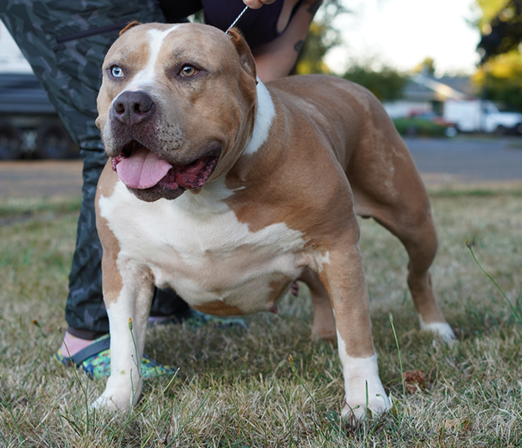 Dog Featured Image