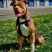 Dog Featured Image