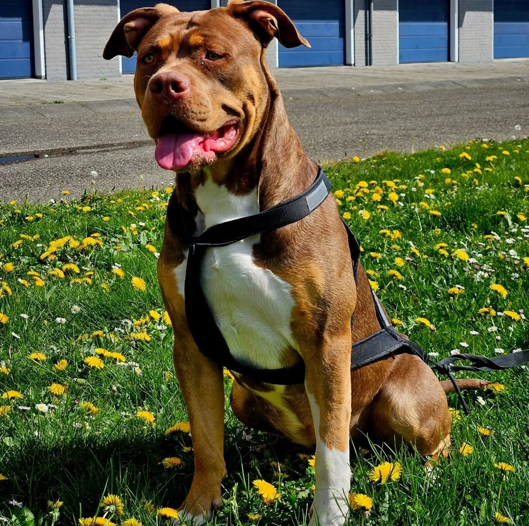 Dog Featured Image