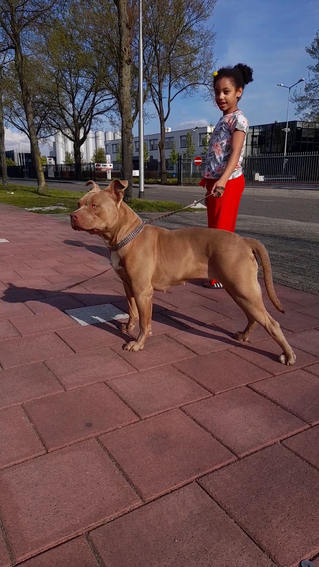 Dog Featured Image