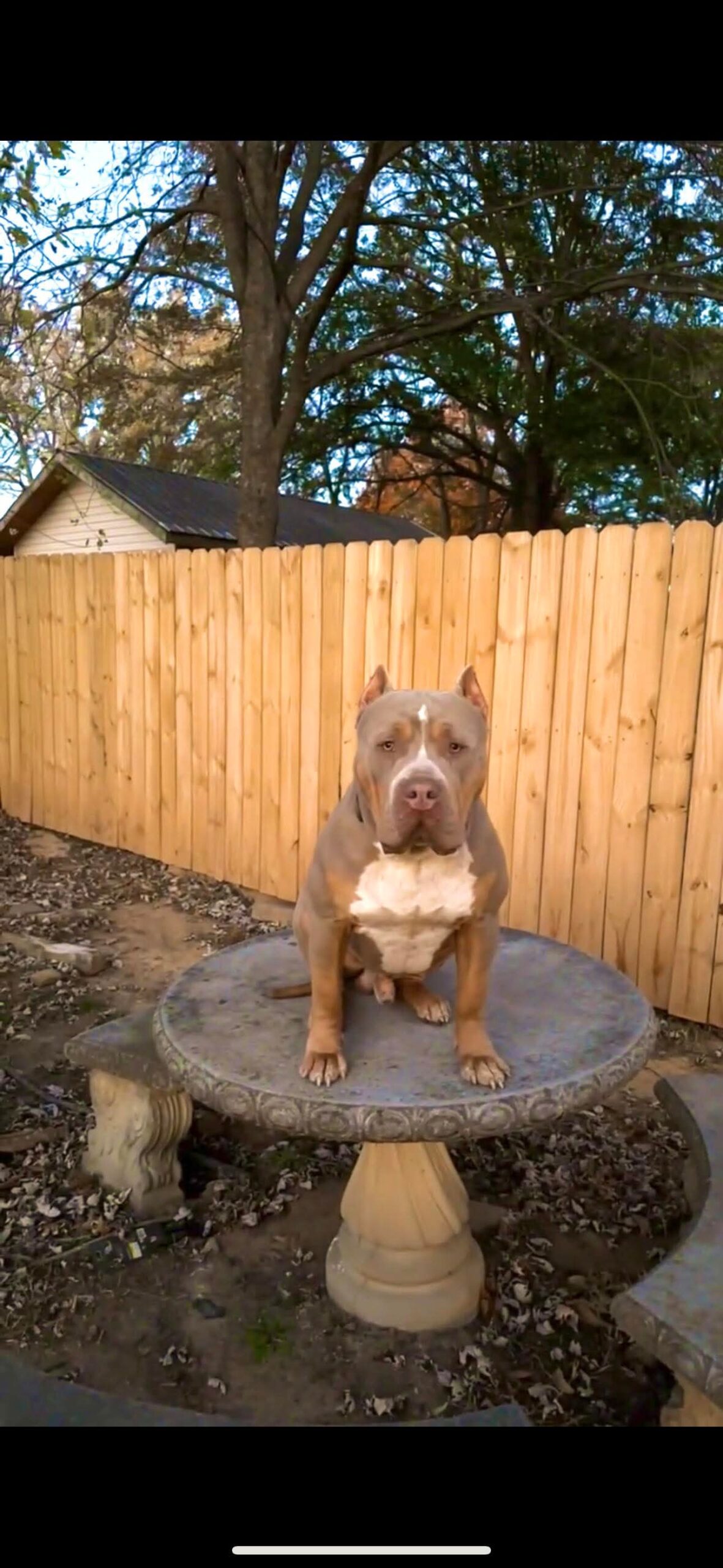 Dog Featured Image
