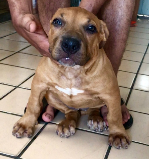 Dog Featured Image
