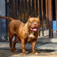 Dog Featured Image