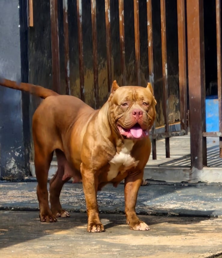 Dog Featured Image