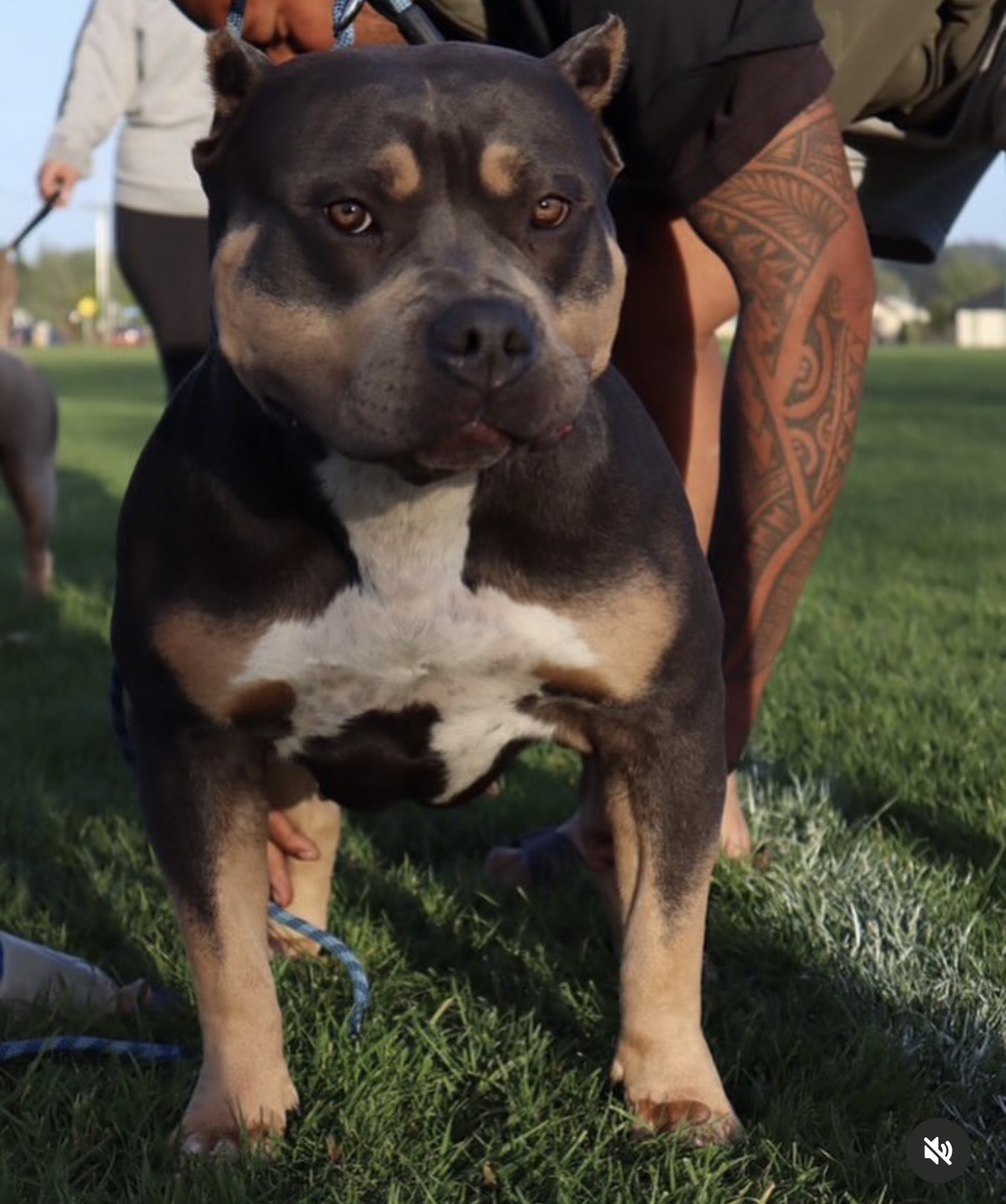 Dog Featured Image