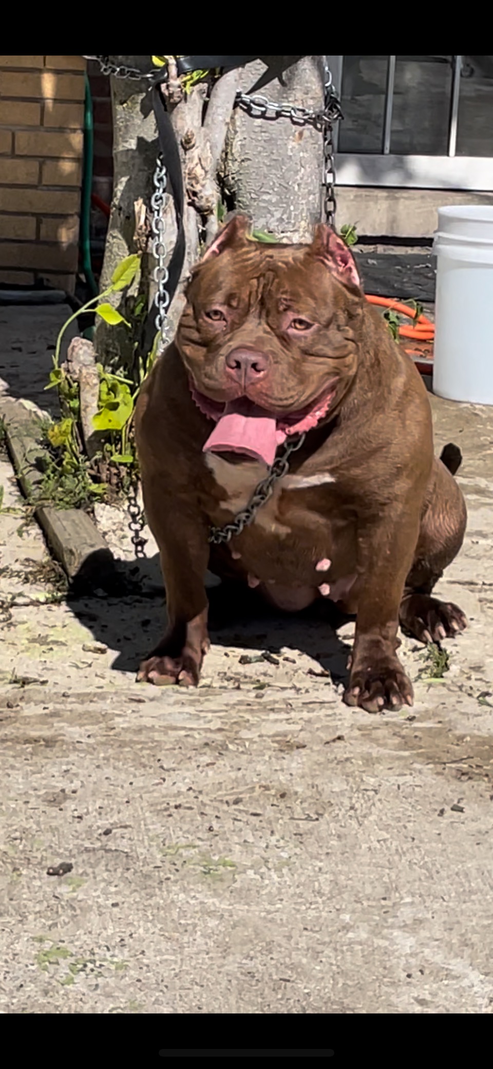 Dog Featured Image
