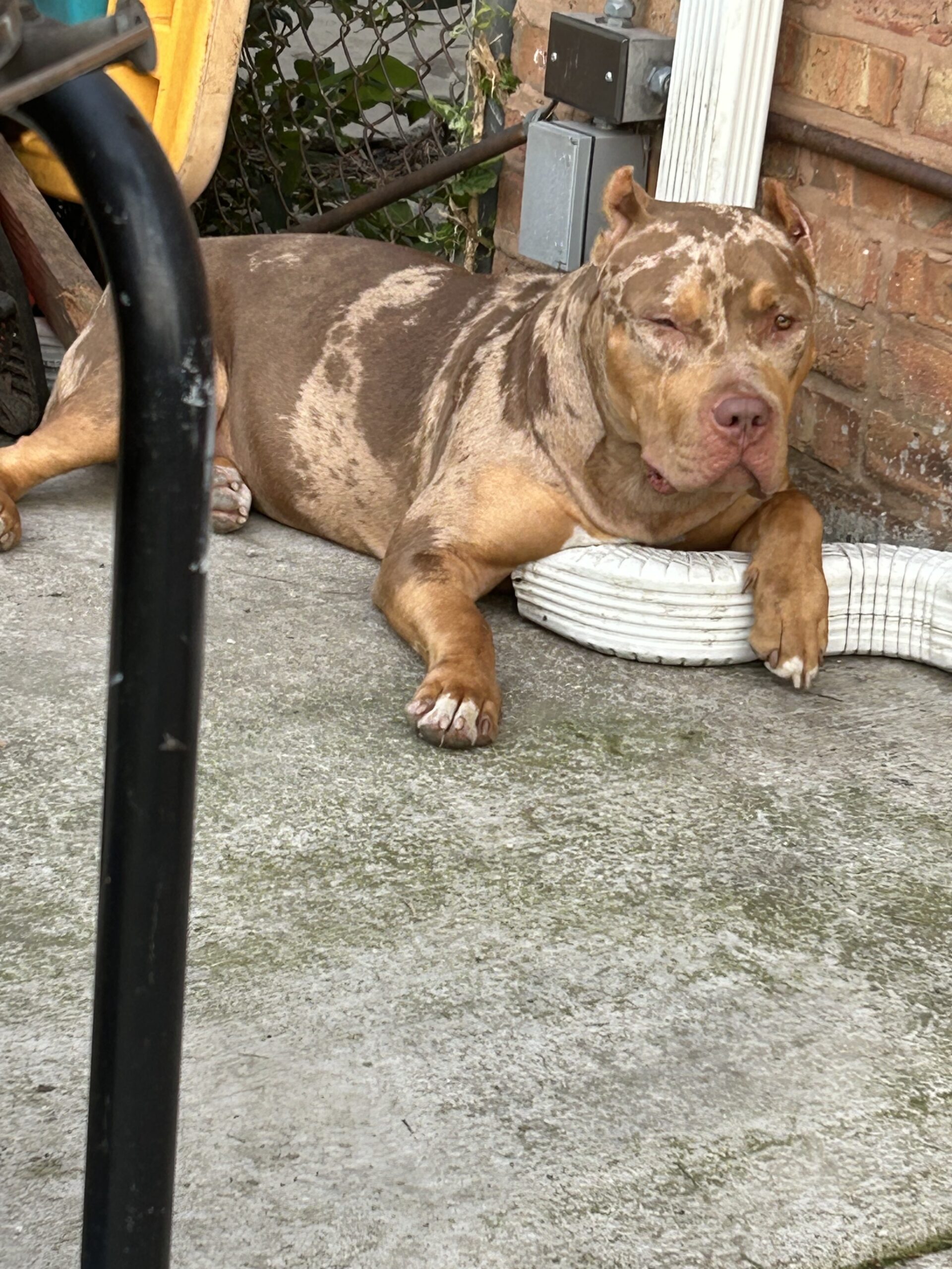 Dog Featured Image