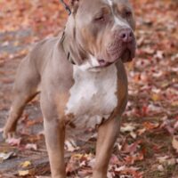 Beau