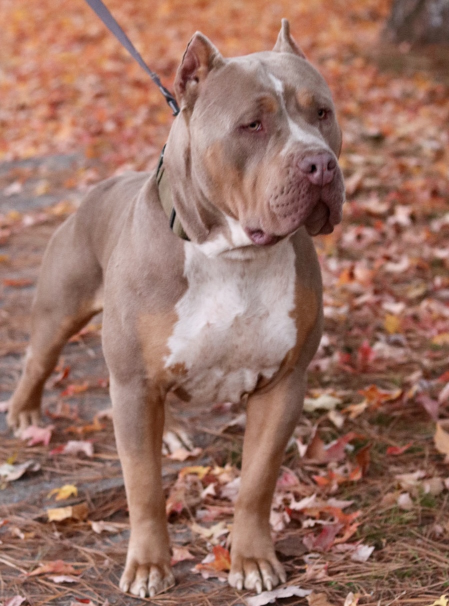 Dog Featured Image