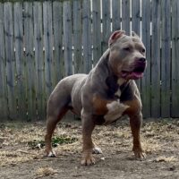 Dog Featured Image