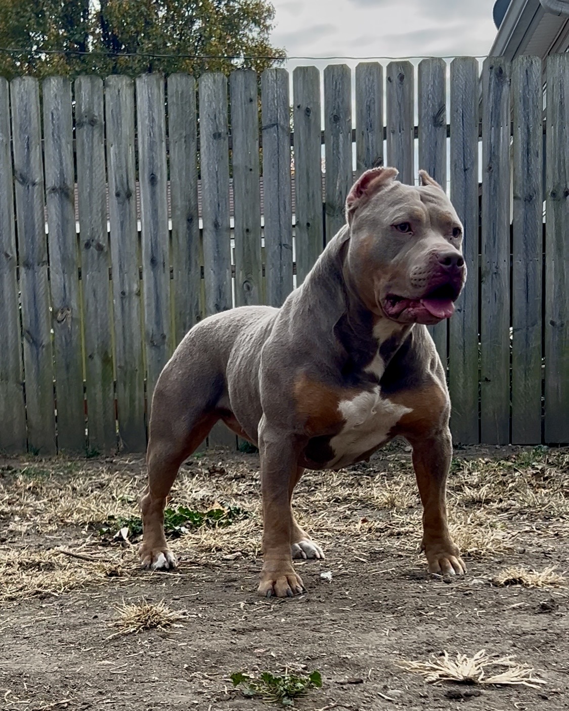 Dog Featured Image