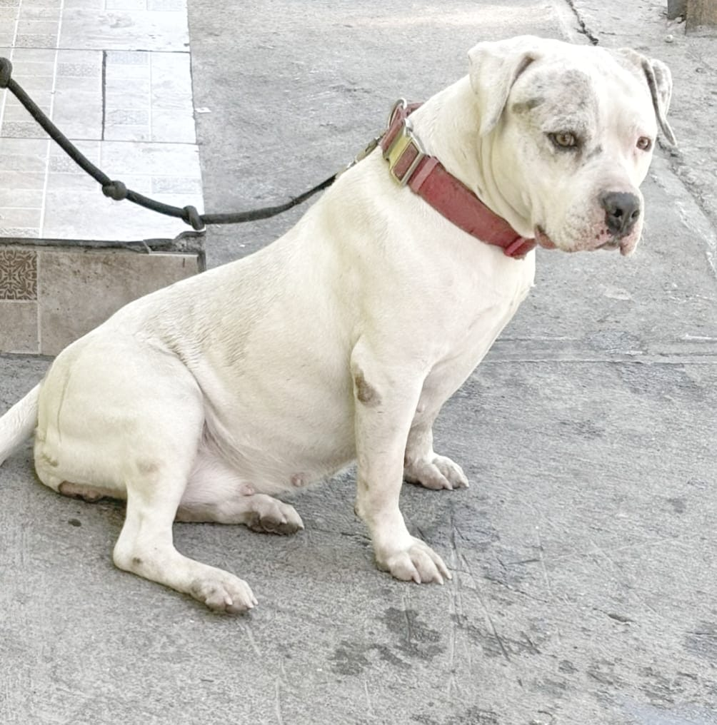 Dog Featured Image