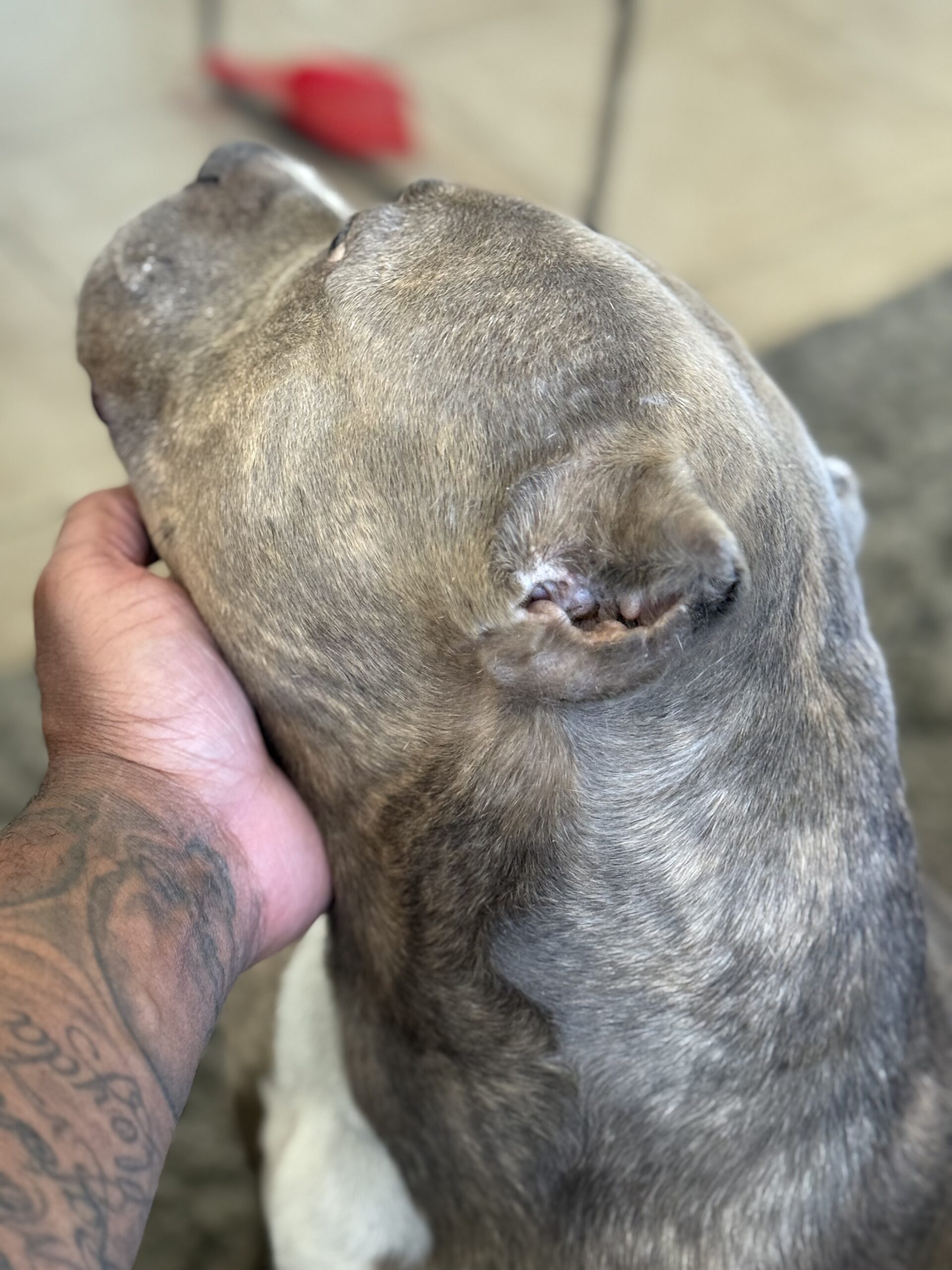 Dog Featured Image