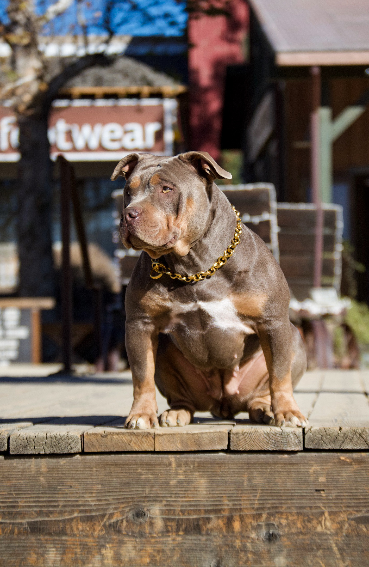 Dog Featured Image