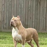 Dog Featured Image