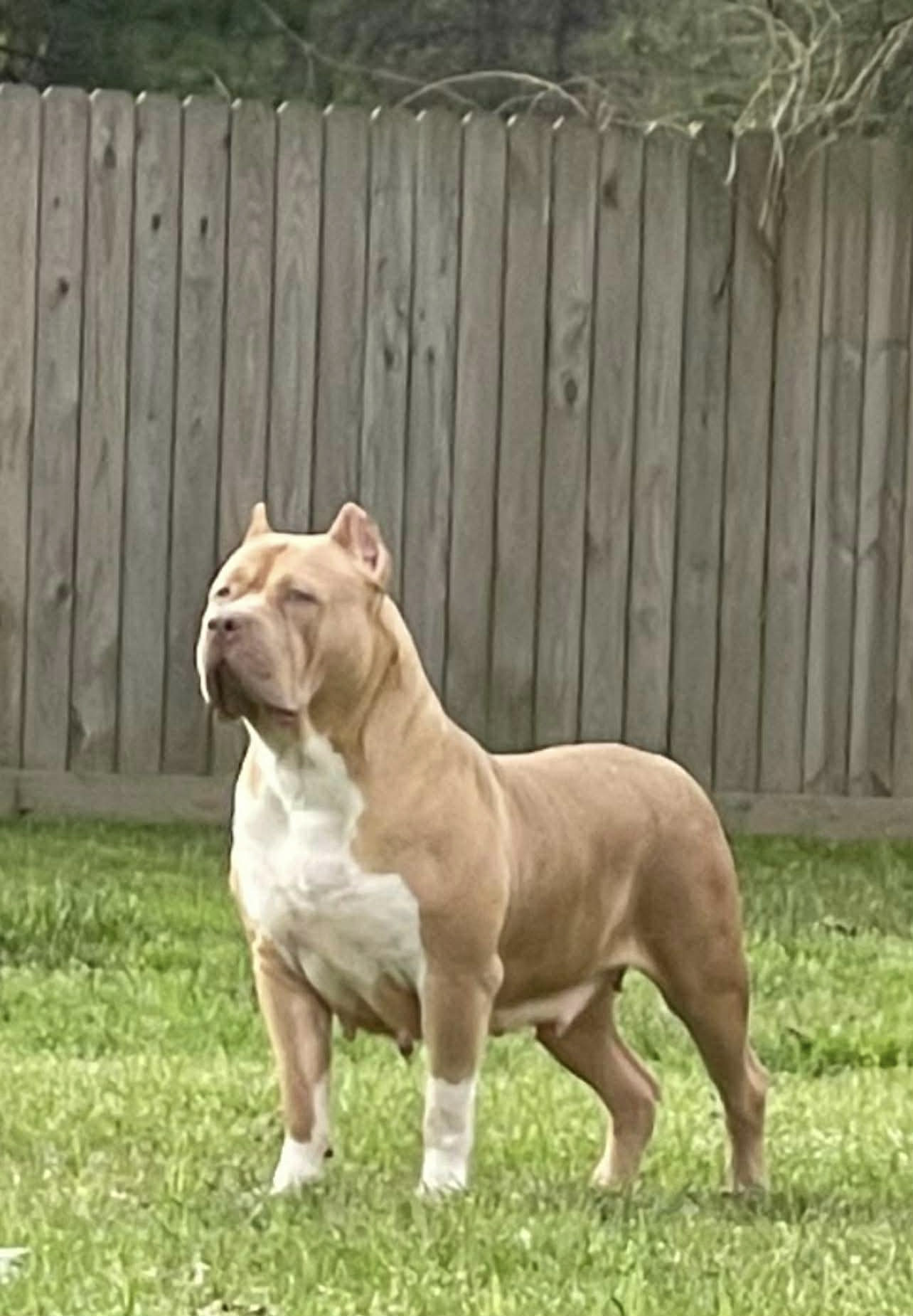 Dog Featured Image