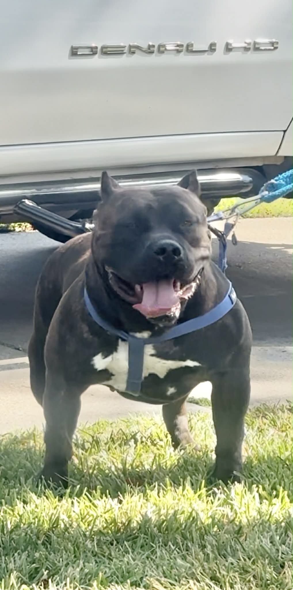 Dog Featured Image