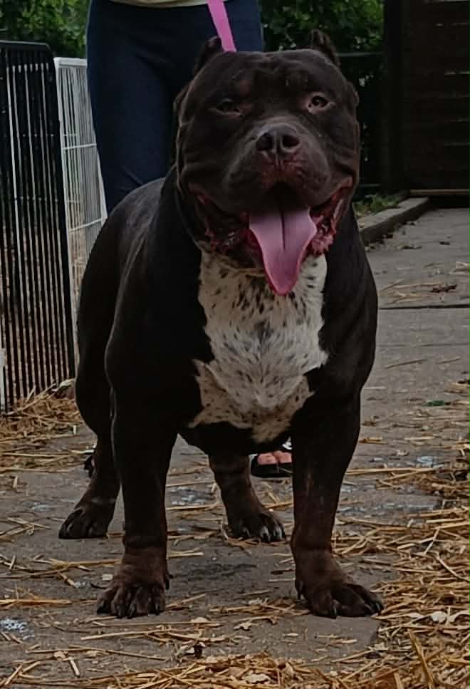 Dog Featured Image