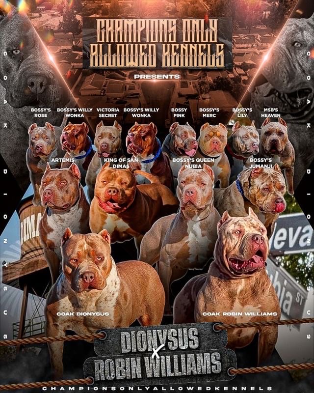 Dog Featured Image