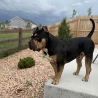 Dog Featured Image