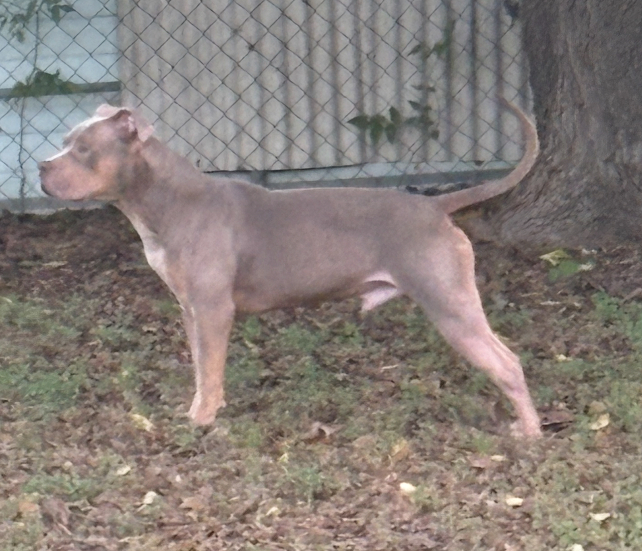Dog Featured Image