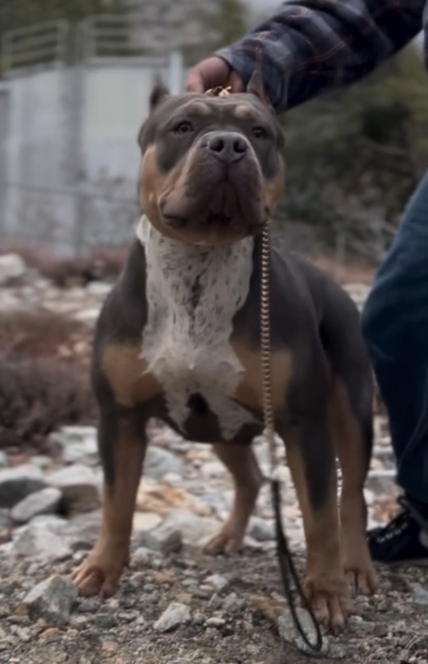 Dog Featured Image