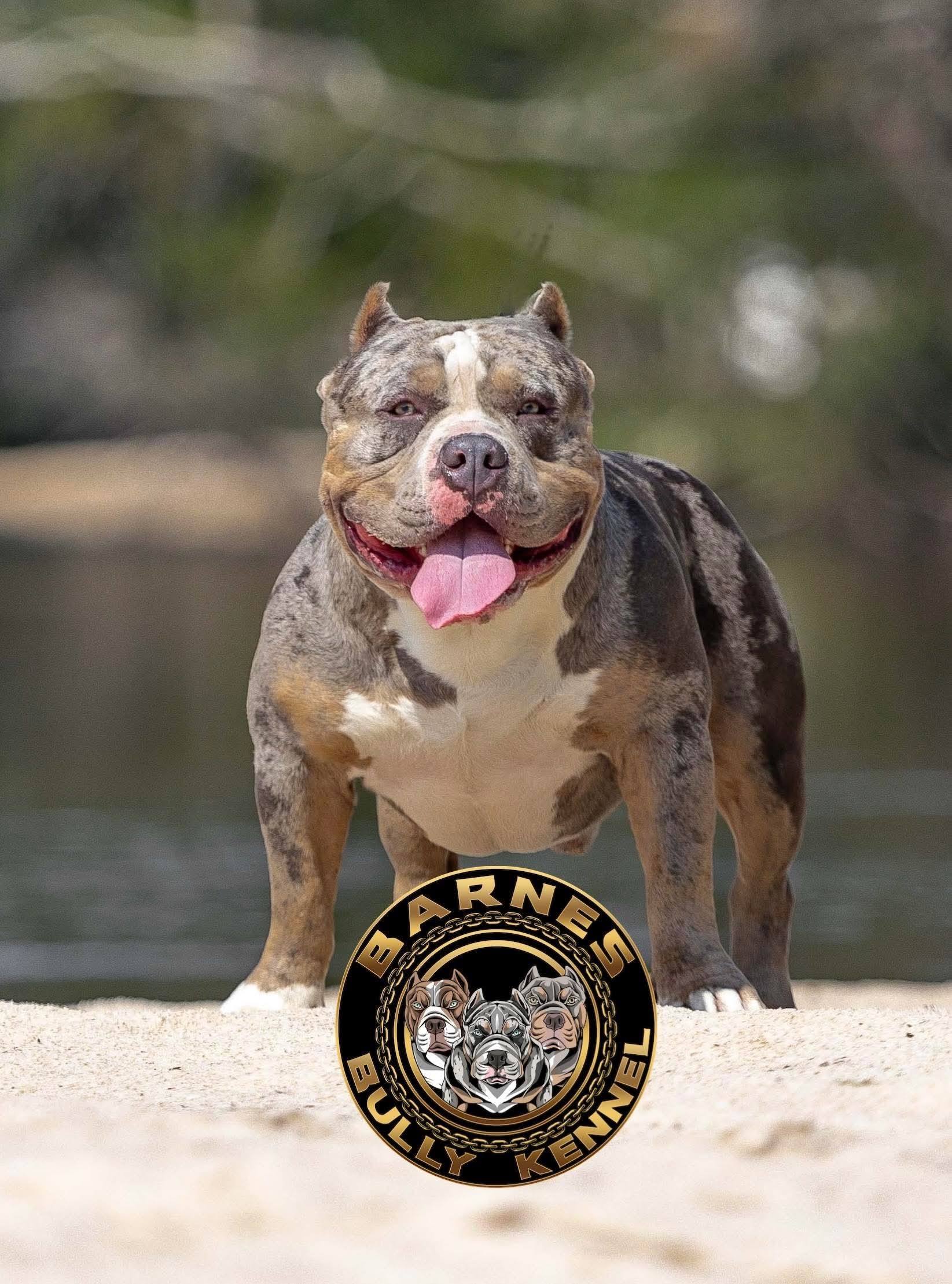 Dog Featured Image