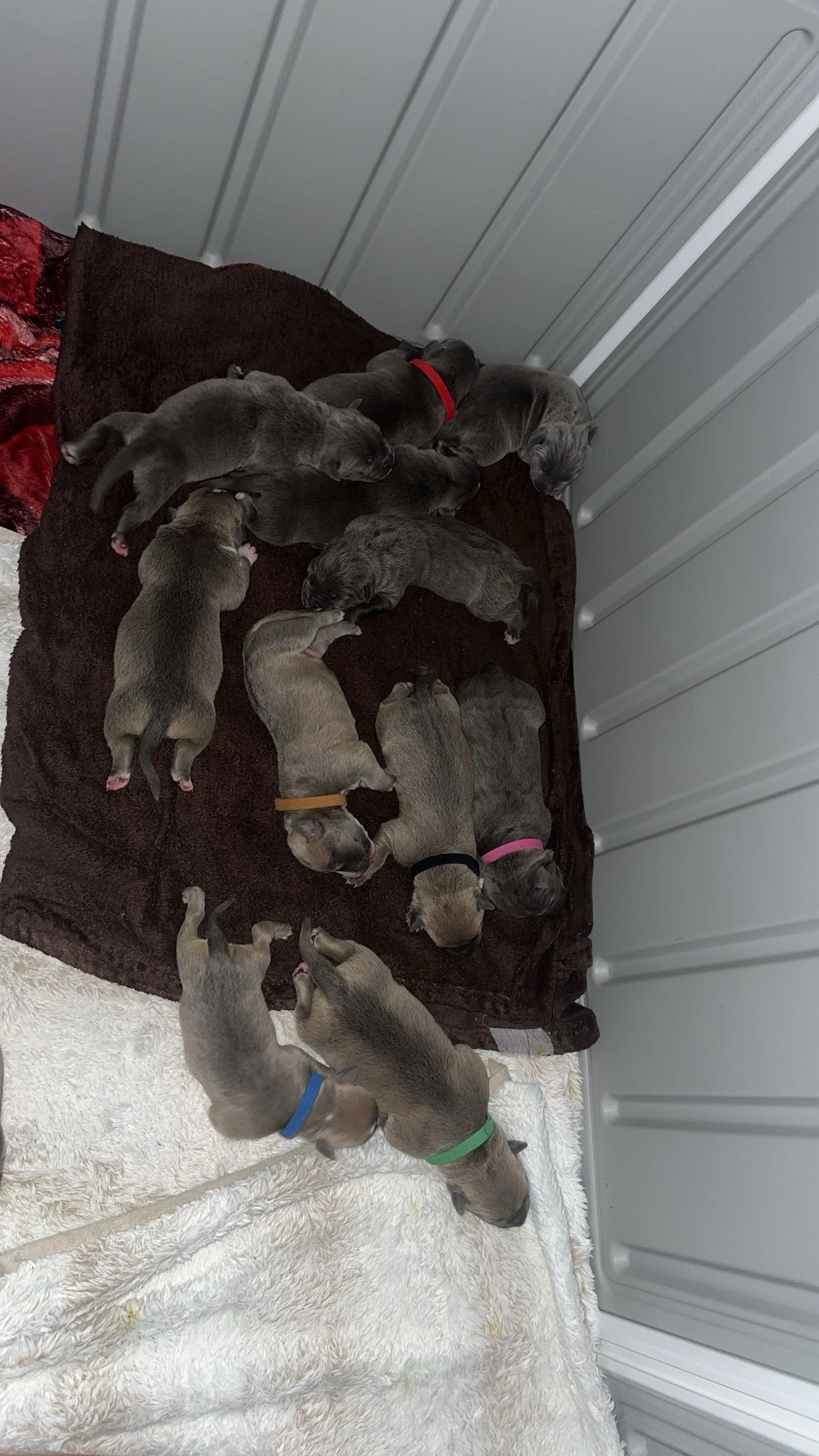Dog Featured Image