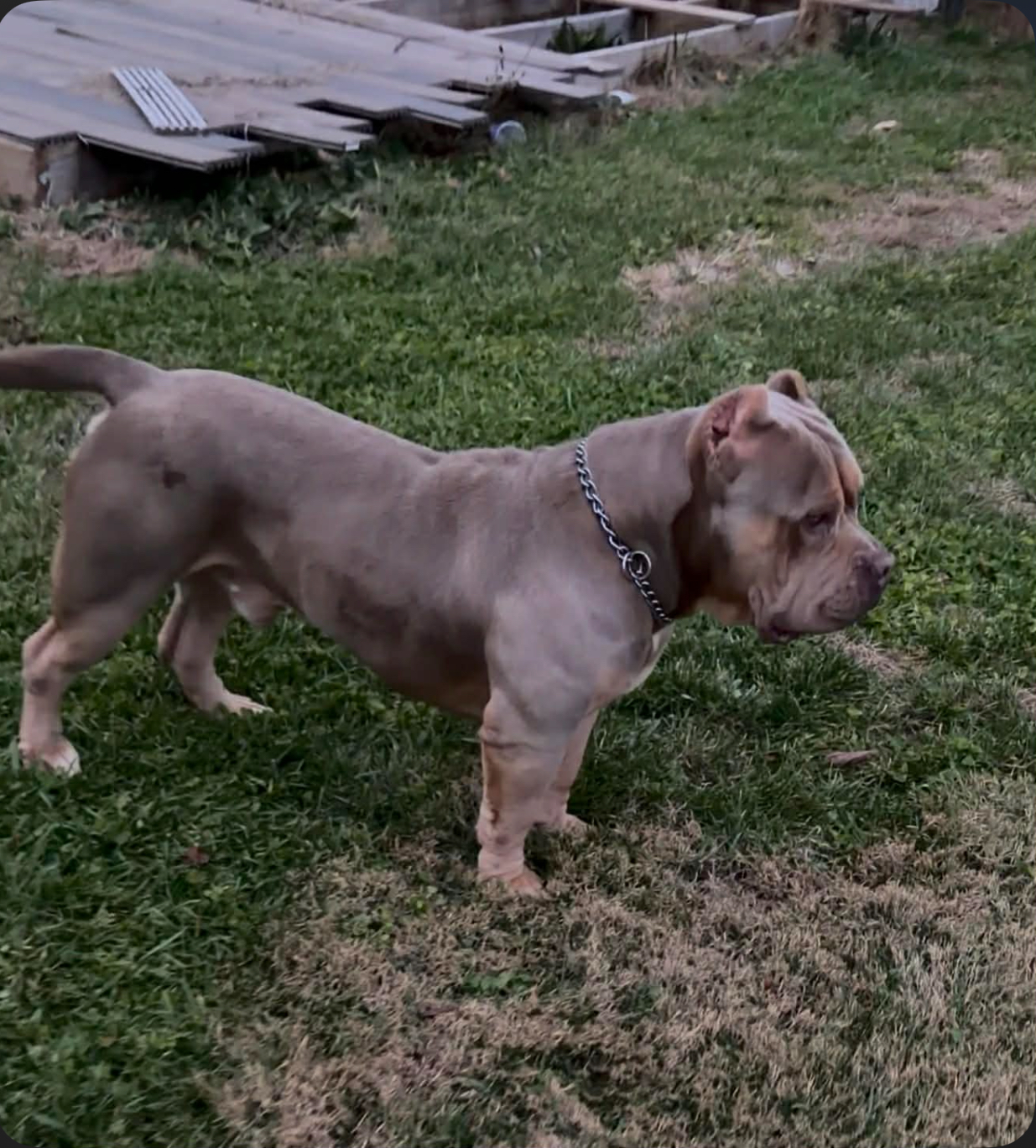 Dog Featured Image