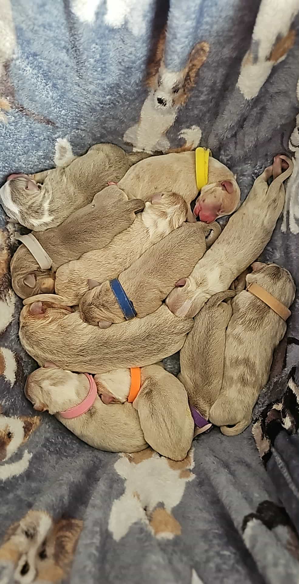 Dog Featured Image