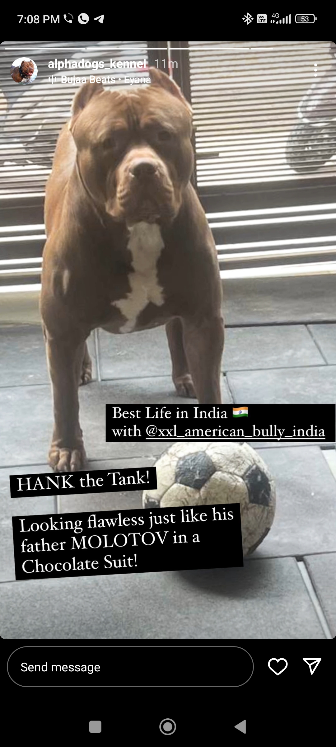 Dog Featured Image