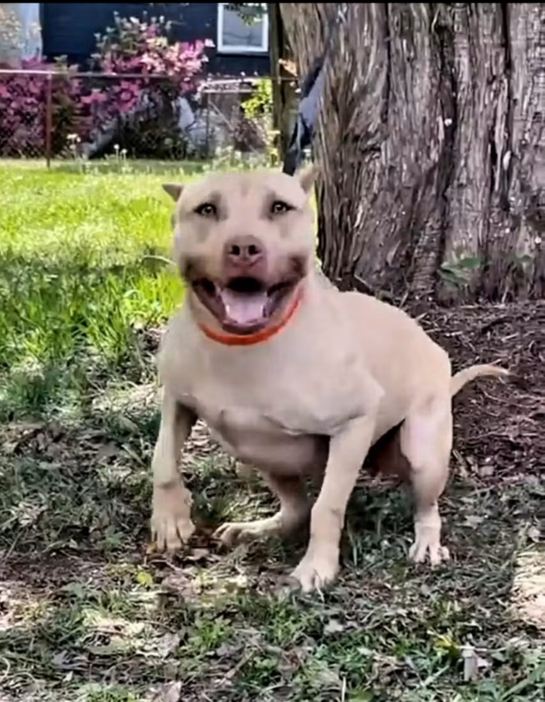 Dog Featured Image