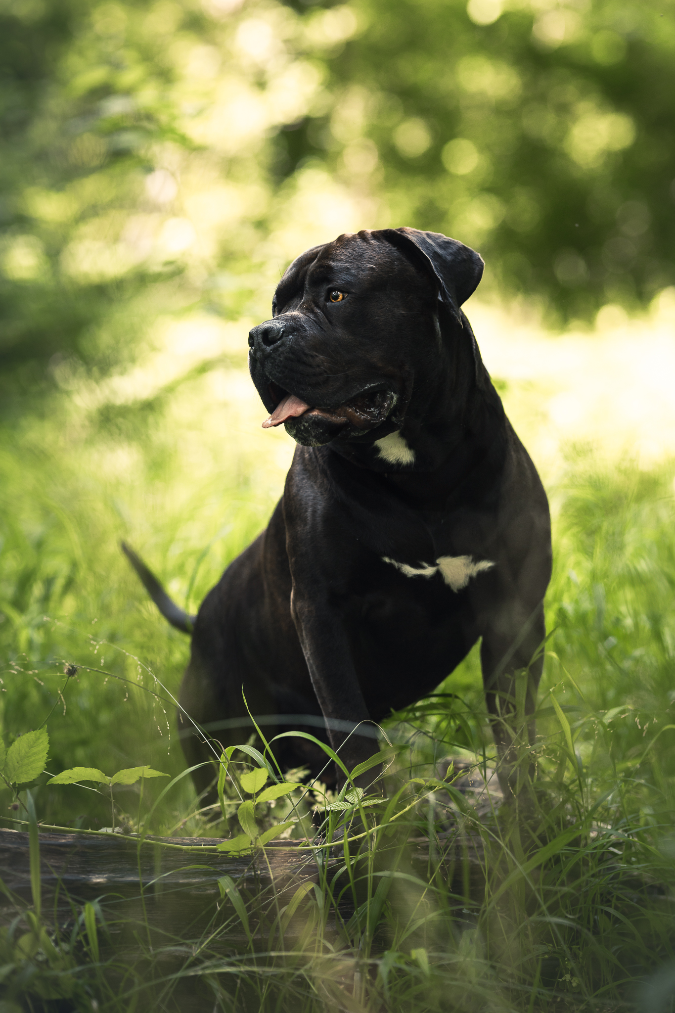 Dog Featured Image