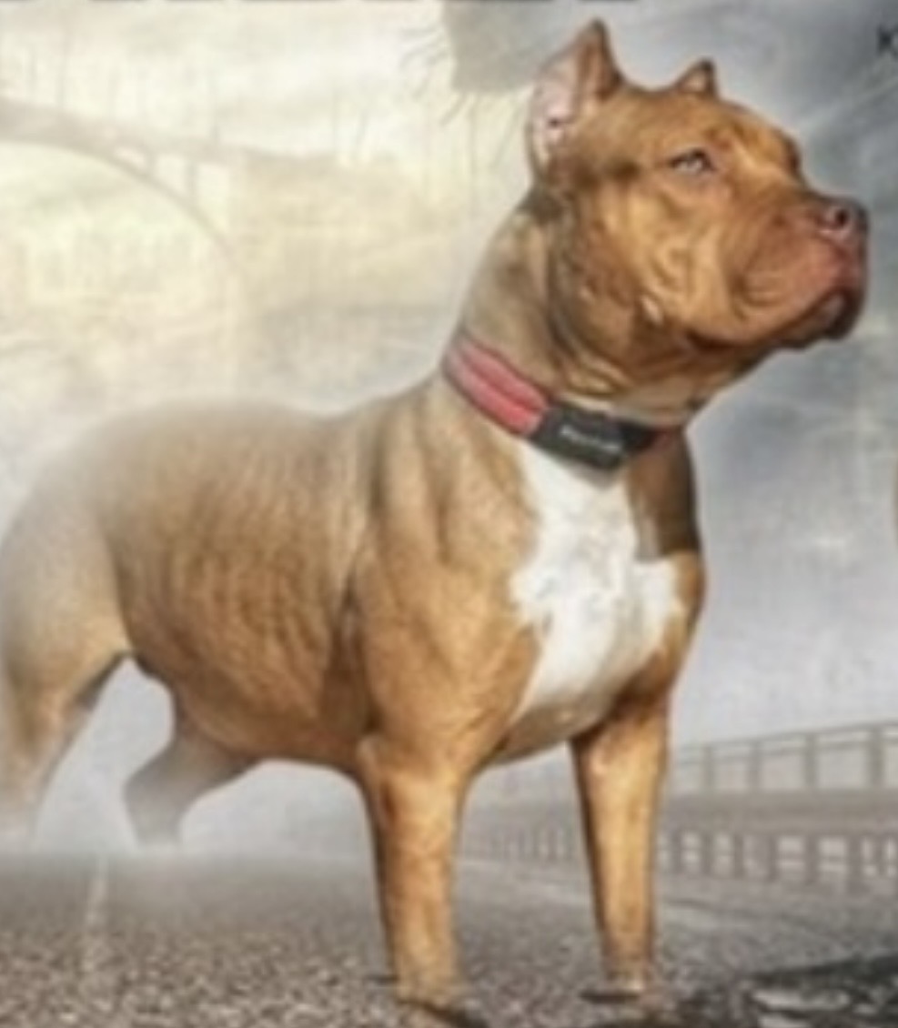 Dog Featured Image