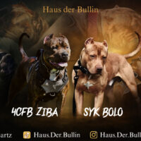 Bolo x Ziba