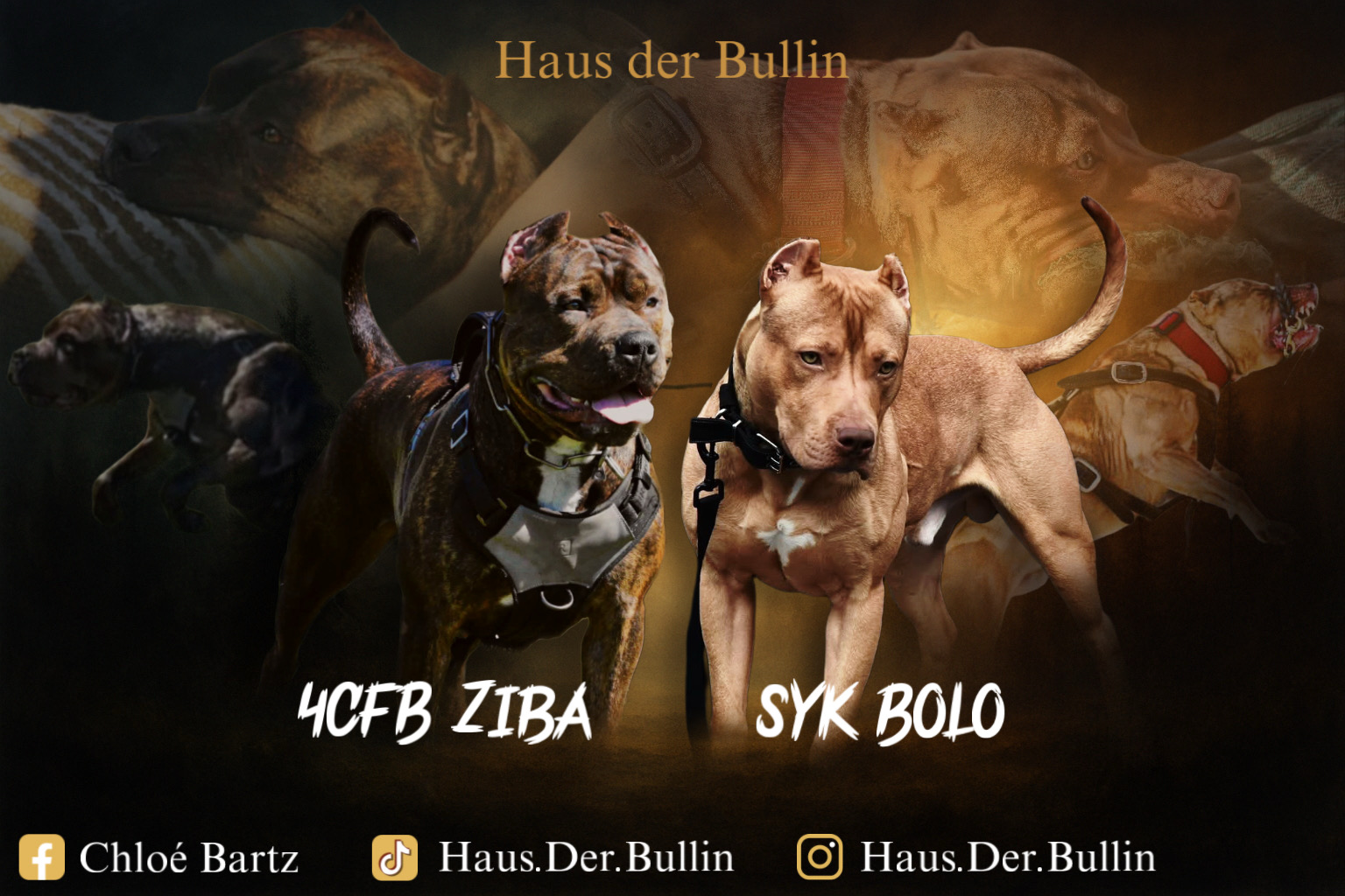 Dog Featured Image