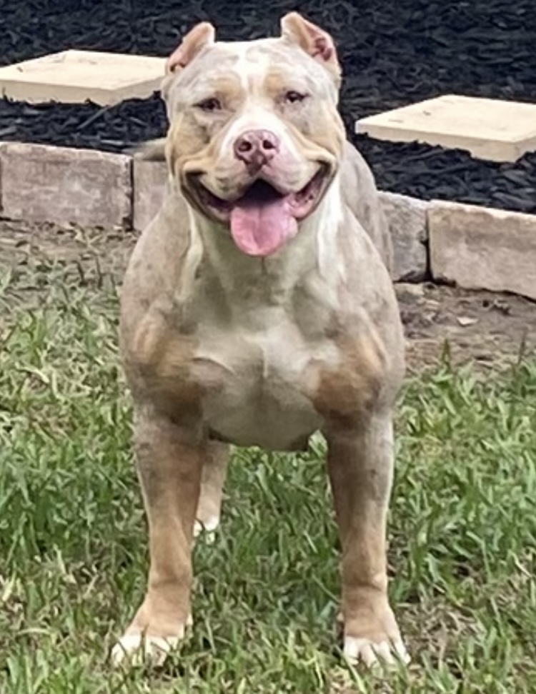 Additional Dog Image