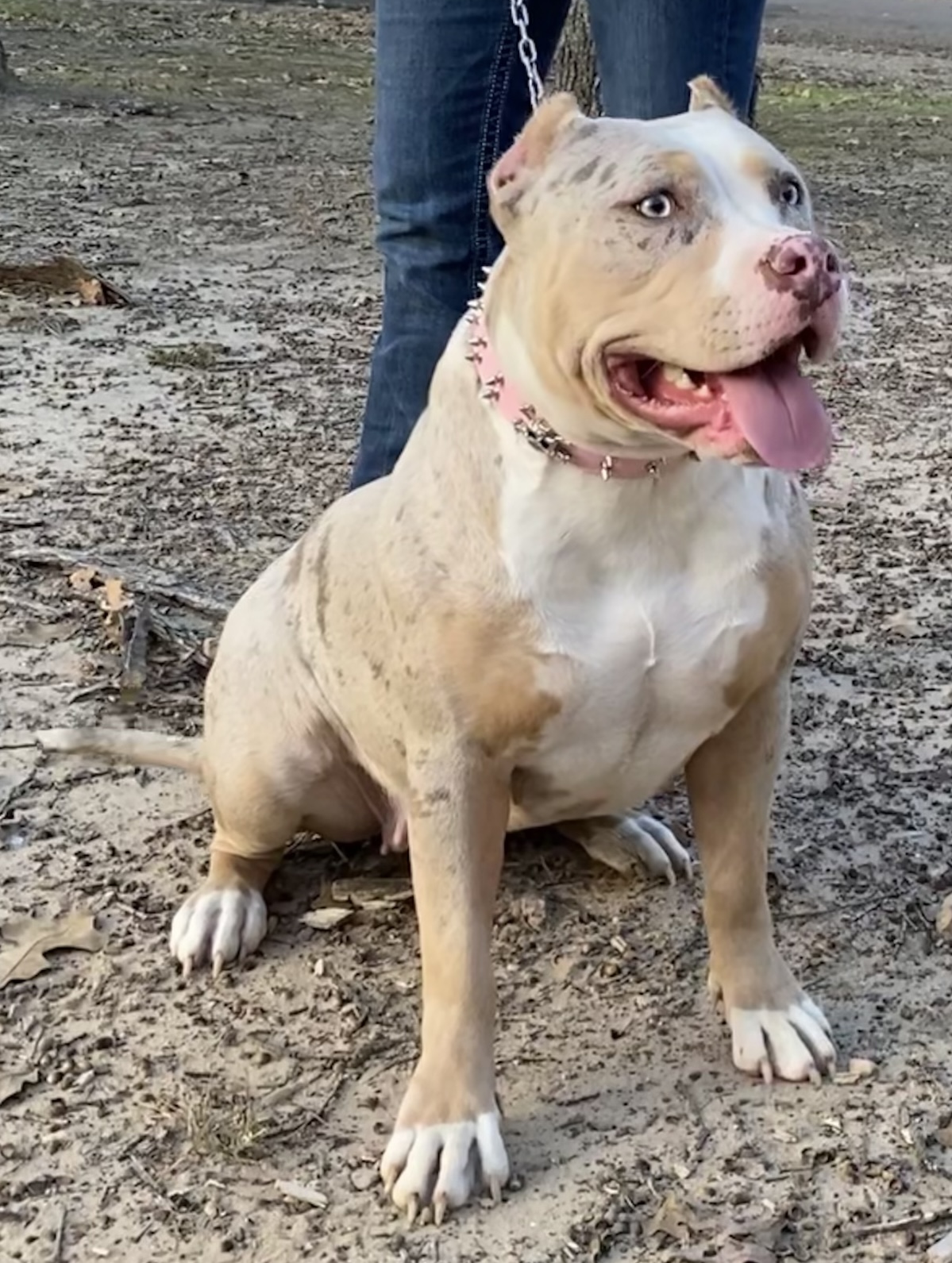 Additional Dog Image