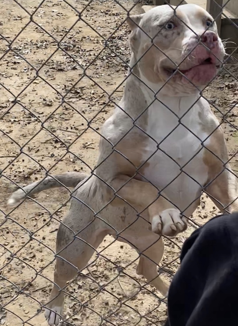 Additional Dog Image