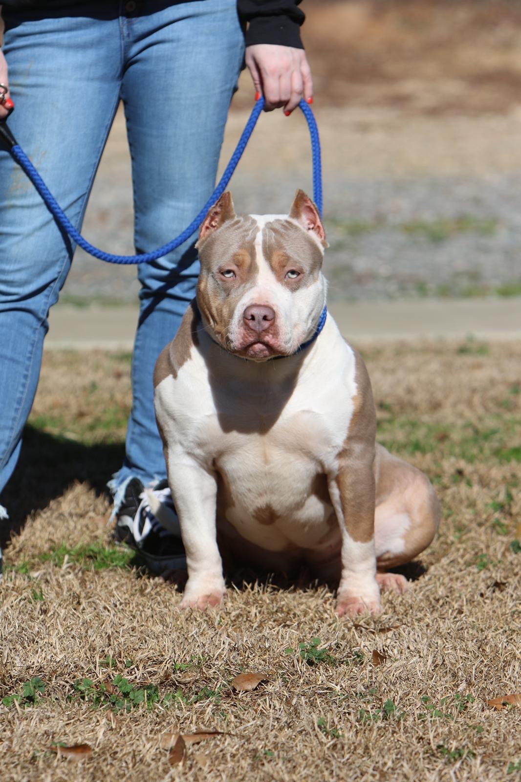Dog Featured Image