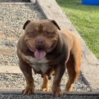 Dog Featured Image